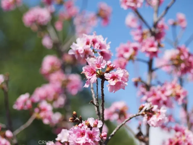 Cherry Blossoms in Backyard