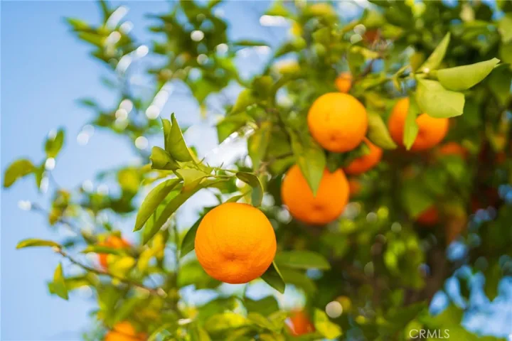 Orange trees