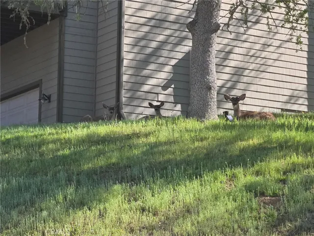 Relaxing in front yard