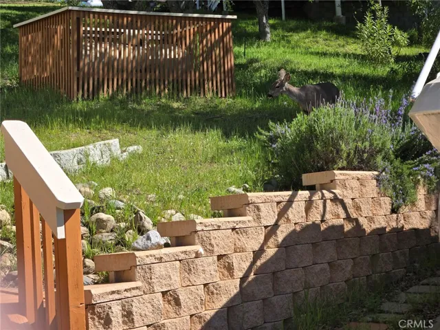 deer enjoying a snack in backyard
