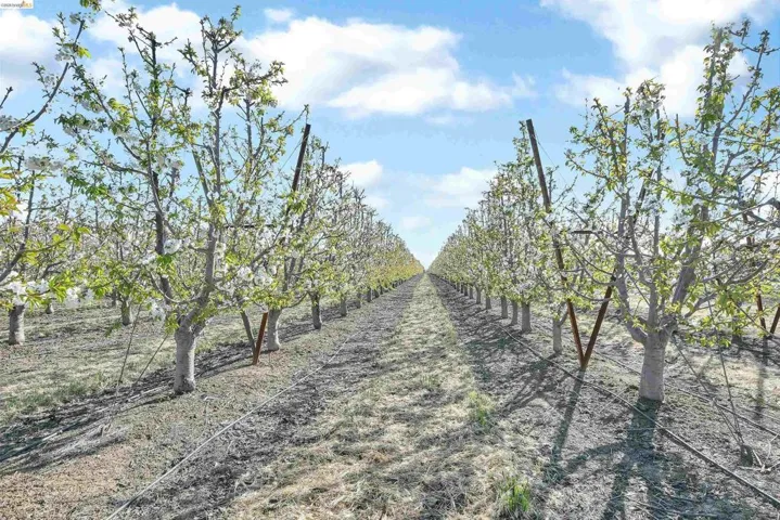 View of undeveloped land with rows of crops and rural landscape