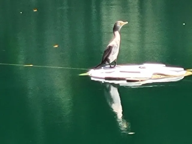 LITTLE VISITOR