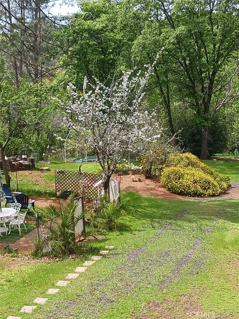 Fruit tree in bloom