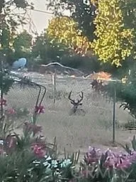 Sellers picture of deer in​​‌​​​​‌​​‌‌​​‌​​​‌‌​​​‌​​‌‌​​‌‌​​‌‌​​​​ yard