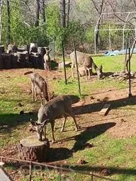 Sellers picture of deer visiting