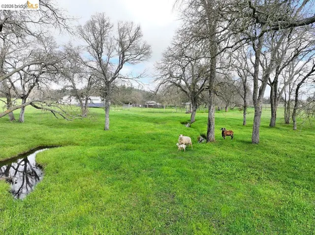View of grassy yard