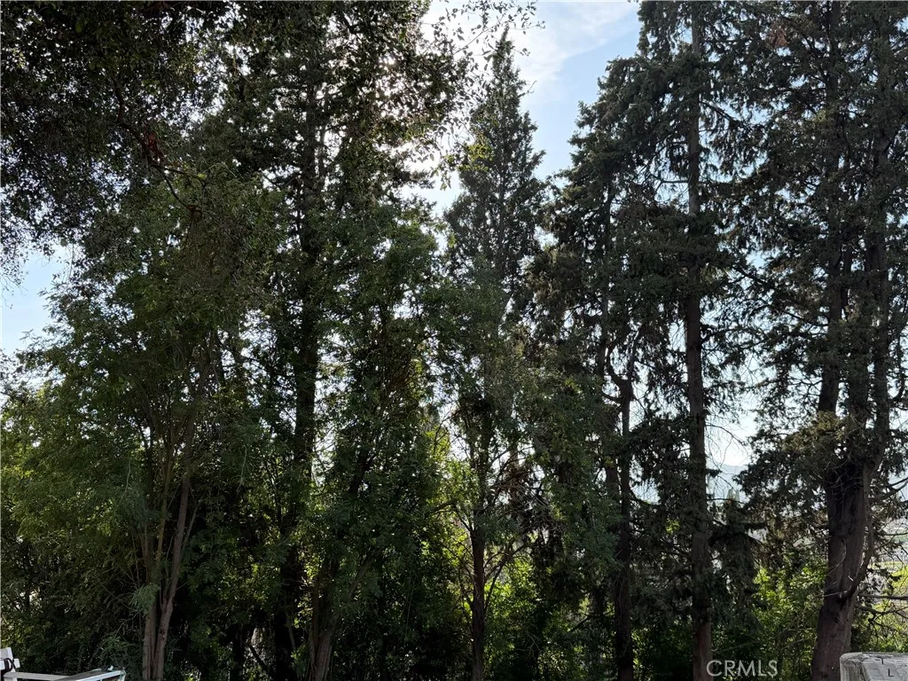 Trees along west property line