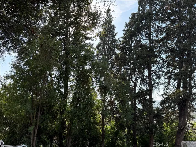 Trees along west property line