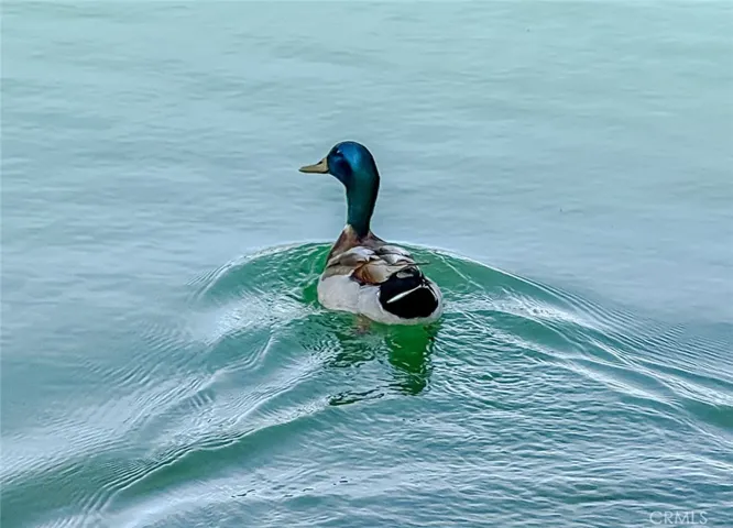 Ducks and geese