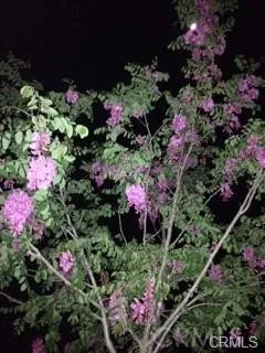 Purple robe trees in front and back