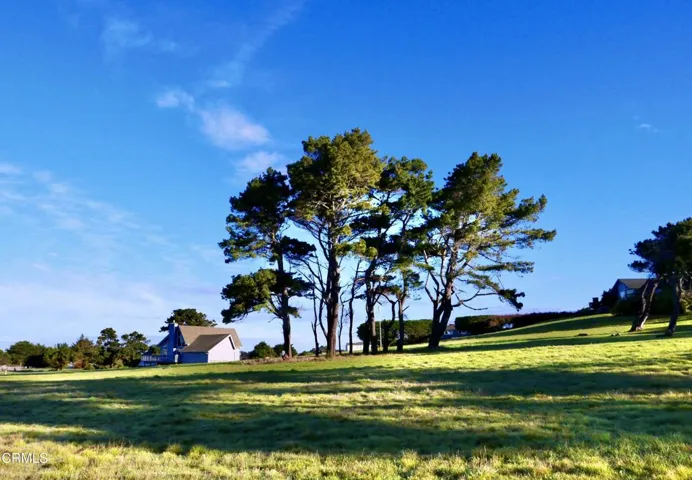 Wild Cypress Trees
