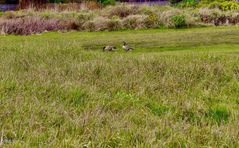 Geese