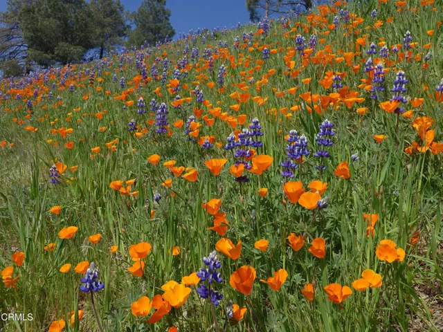 Ventura Poppy