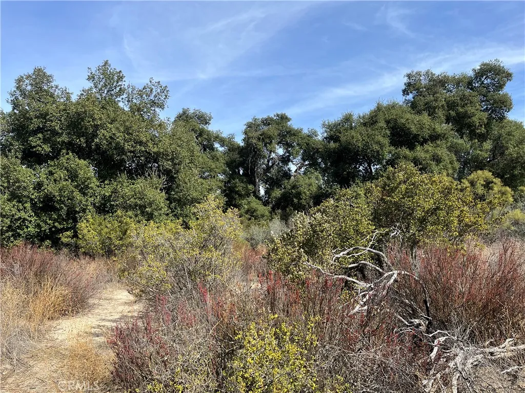 Looking north from southern property line.