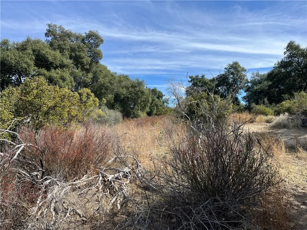 Looking north from southern property line.