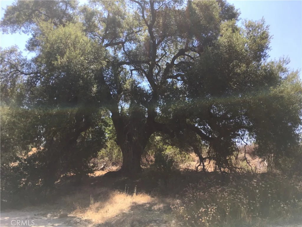 Beautiful, mature oak.