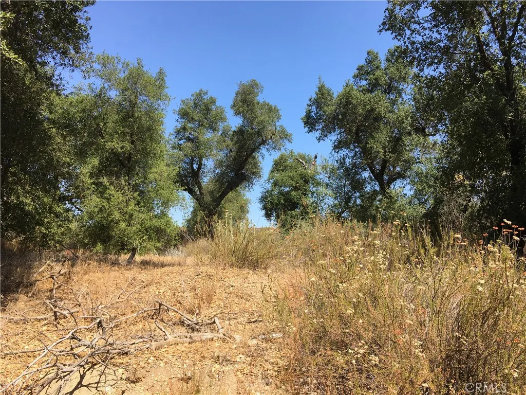 Clearing in oaks.
