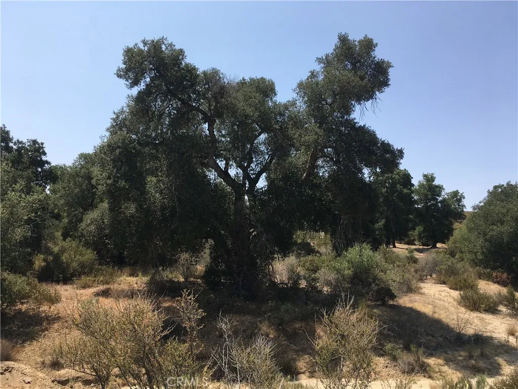 An example of one of the many mature oaks along the southern 1/3re of the parcel.