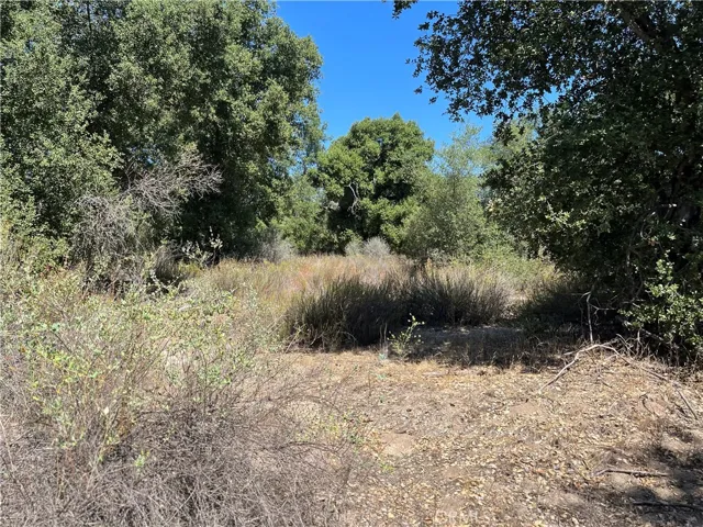 Majestic oaks abound  on this parcel