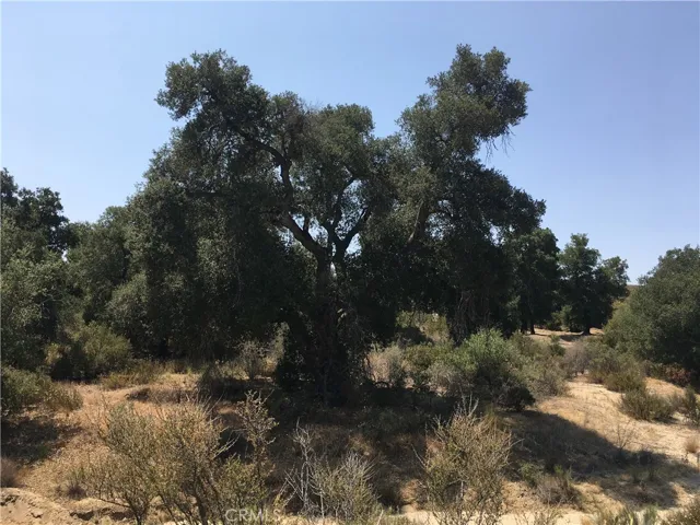 An example of one of the many mature oaks along the southern 1/3re of the parcel.