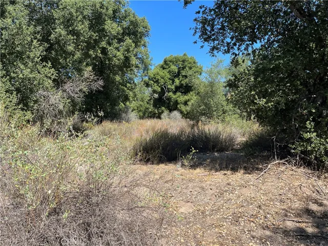 A clearing in the grove.