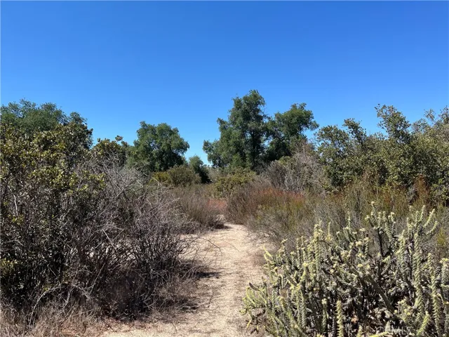 Looking south from a clearing north of the oaks.