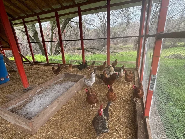 Chicken Coop/Chickens not included.