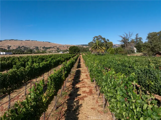 6 different varietals planted