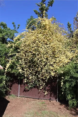 Neighboring privacy landscaping