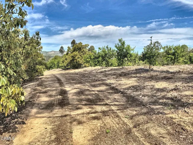 IMG_9466_enhanced_lighter