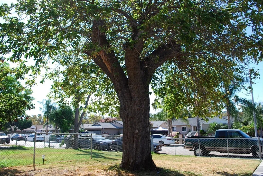 Front Yard Tree Front Yard Tree