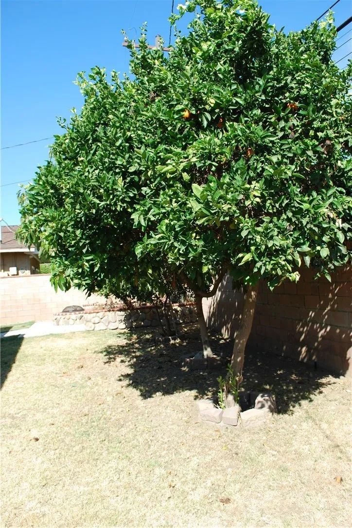 Lemon and Avocado Trees Lemon and Avocado Trees