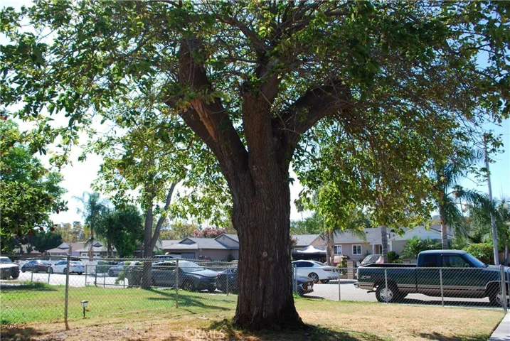 Front Yard Tree