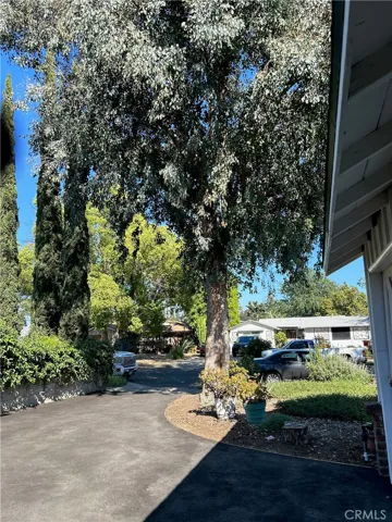 Eucalyptus tree