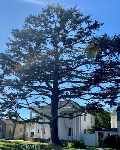 Front with Tree View