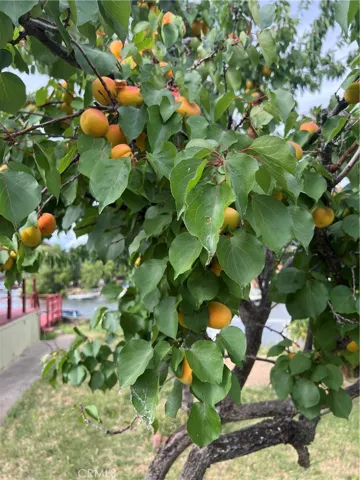 Fully laden apricot tree

