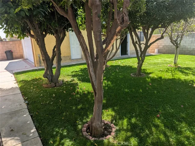 Backyard fruit trees