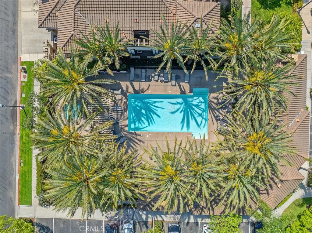 California pool & palms