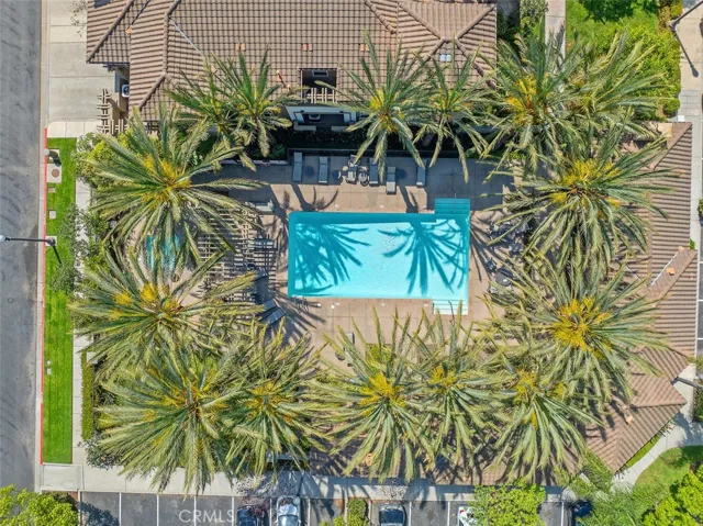 California pool & palms