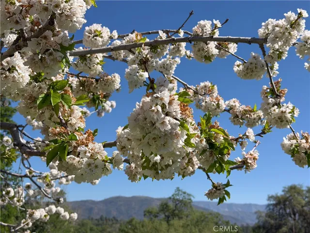 Such a beautiful blossoming fruit tree.