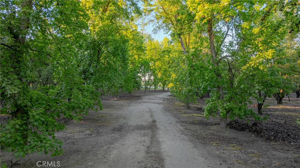 Mature tree lined drivewayMature tree lined driveway