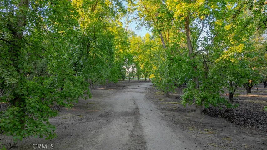 Mature tree lined drivewayMature tree lined driveway
