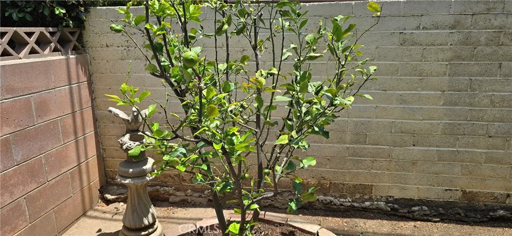 Citrus