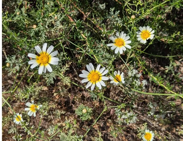 Native Plants