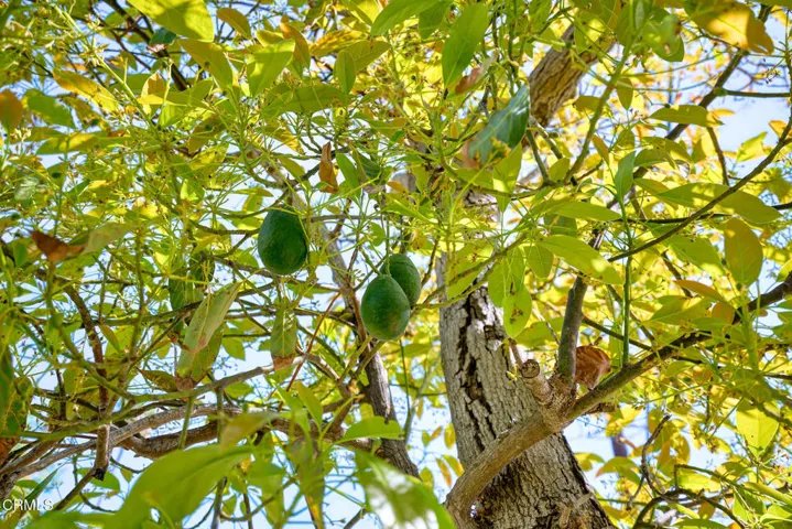 567 Mesa Dr Cam MLS-Dewing (18)