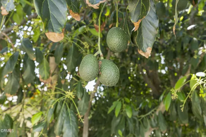 52-web-or-mls-SeaoroStudios-258Mara155