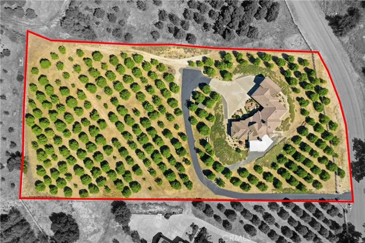 225 Lemon Trees