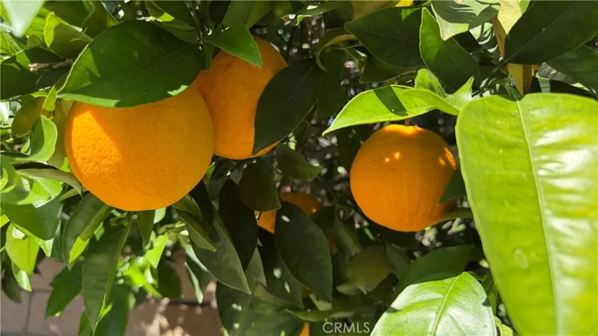 The backyard is a true highlight, featuring the most amazing lemon and orange trees that not only add beauty but also offer fresh, homegrown fruit right at your fingertips.