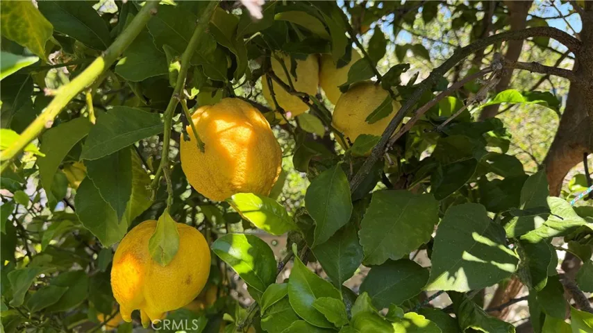 And with your very own lemon tree, when life hands you lemons… you’re already one step ahead—just pick, squeeze, and enjoy fresh, homemade lemonade anytime you like.