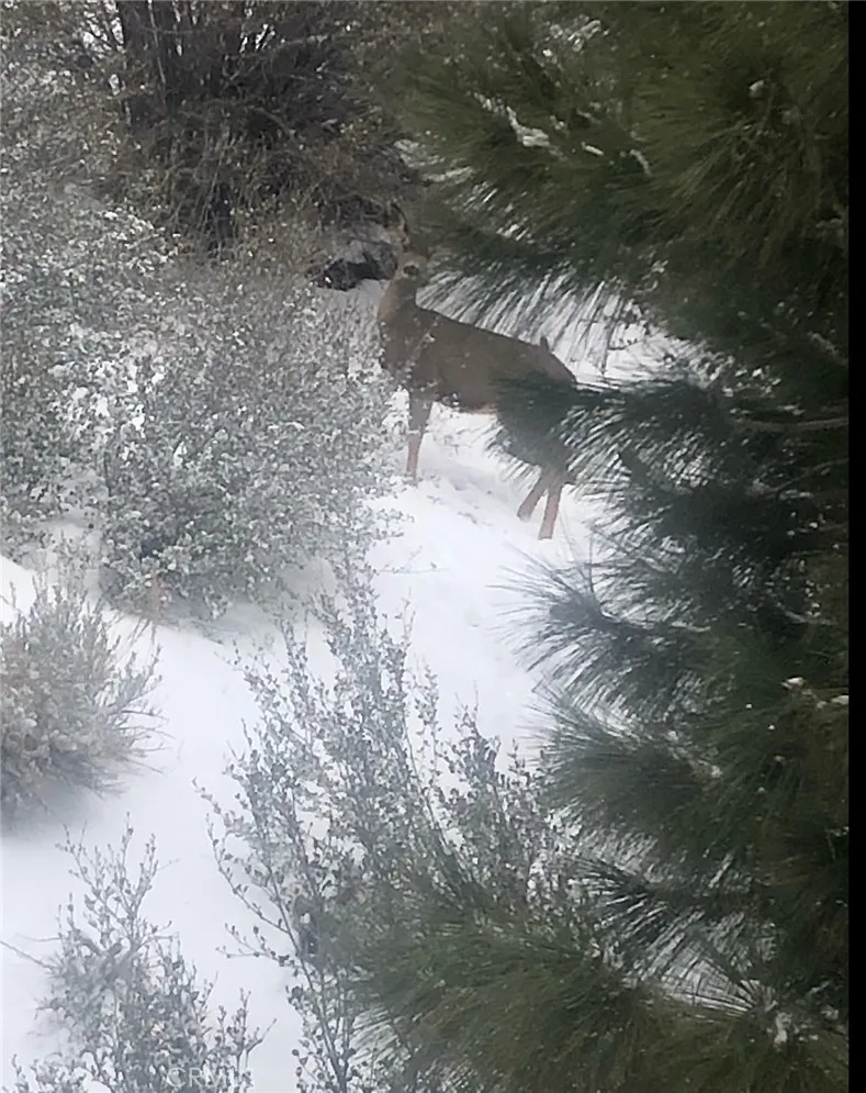 Deer stopping by for a quick hello.